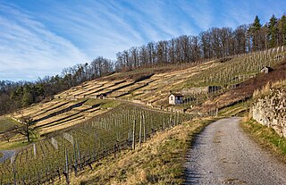 Historical vineyard