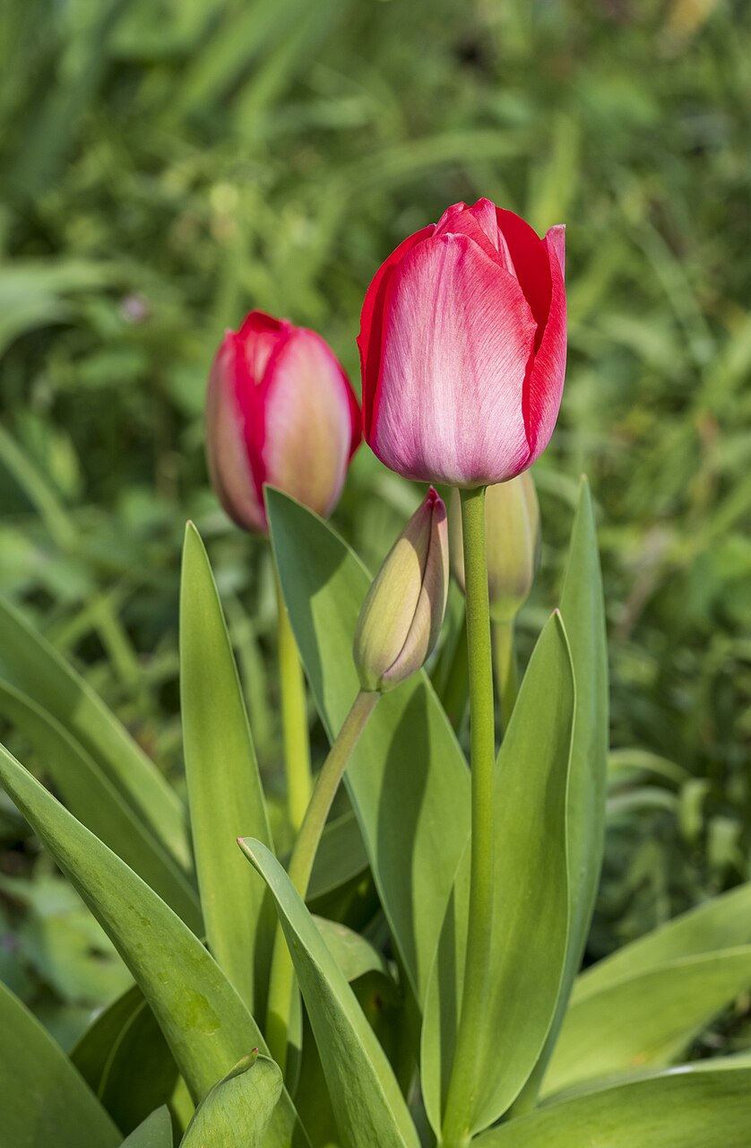 Rote Tulpen