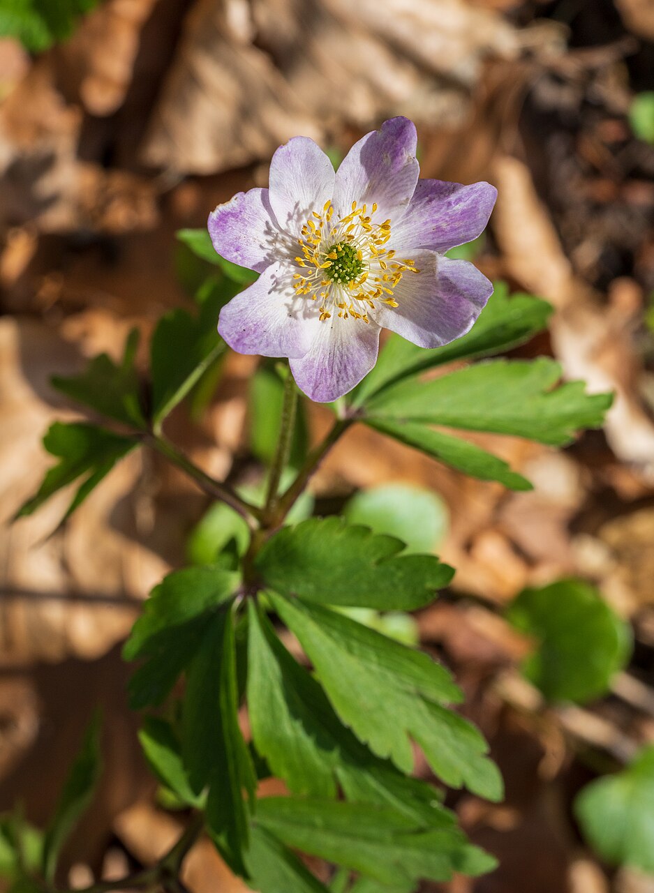 Purple wood anemone