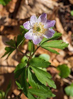 Purple wood anemone