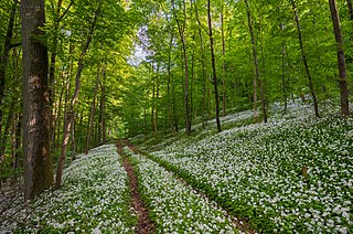 Wild garlic in bloom