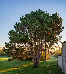 Multi-stemmed pine