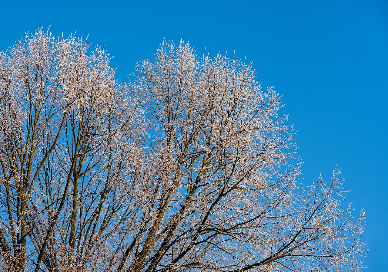 Frost treetop