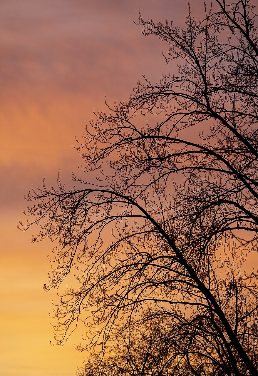 Tulpenbaum-Silhouette