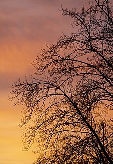 Tulip-tree silhouette