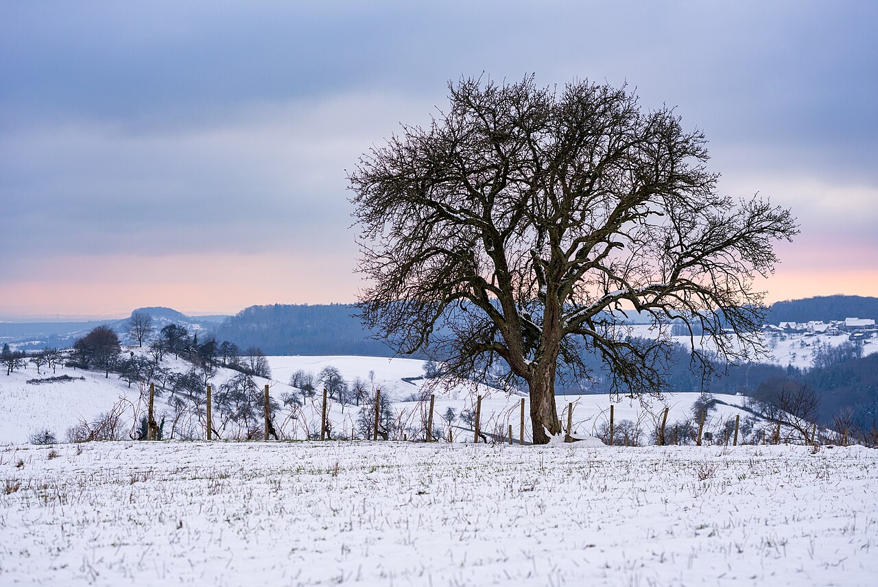 Peach tree in winter