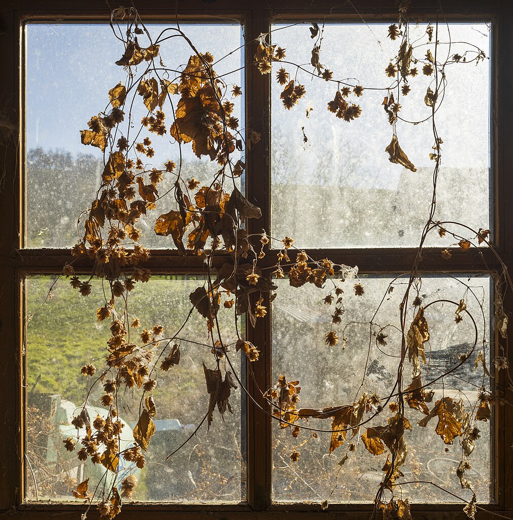 Hopfenranken am Fenster