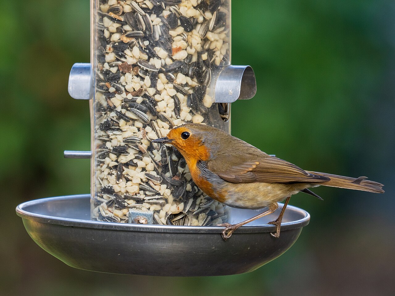 Robin redbreast