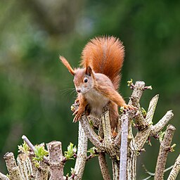 Eurasian red squirrel