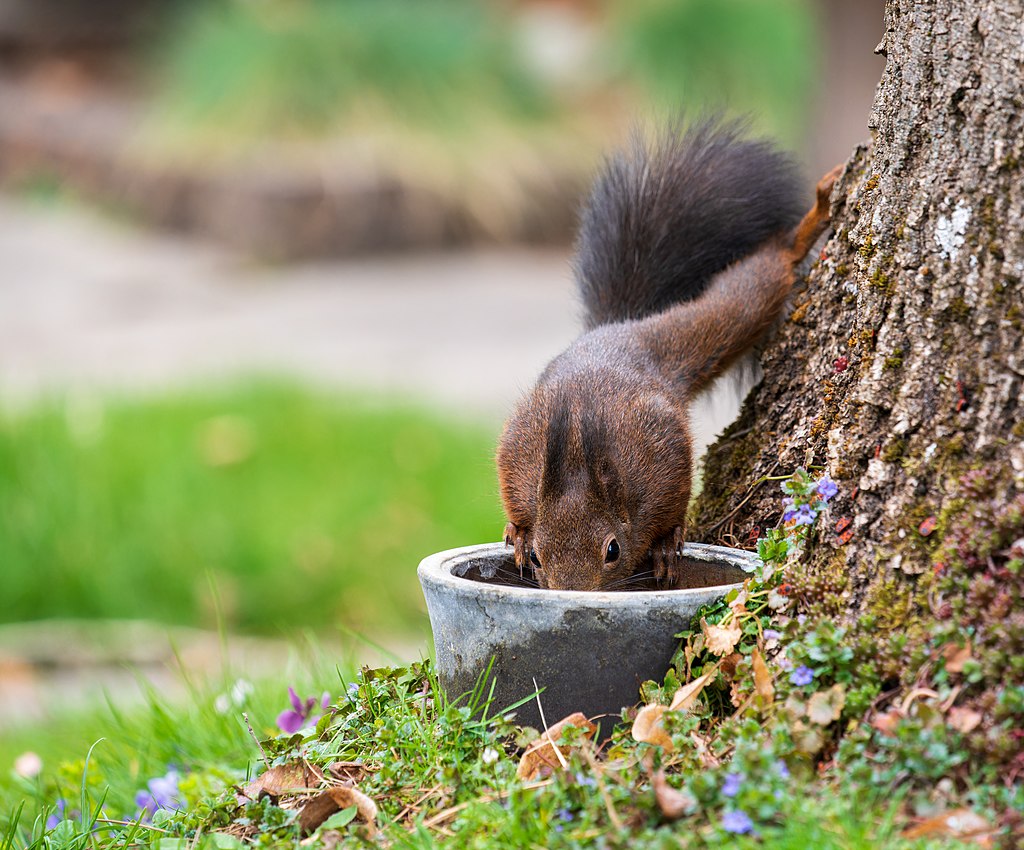 Drinking Eurasian red squirrel