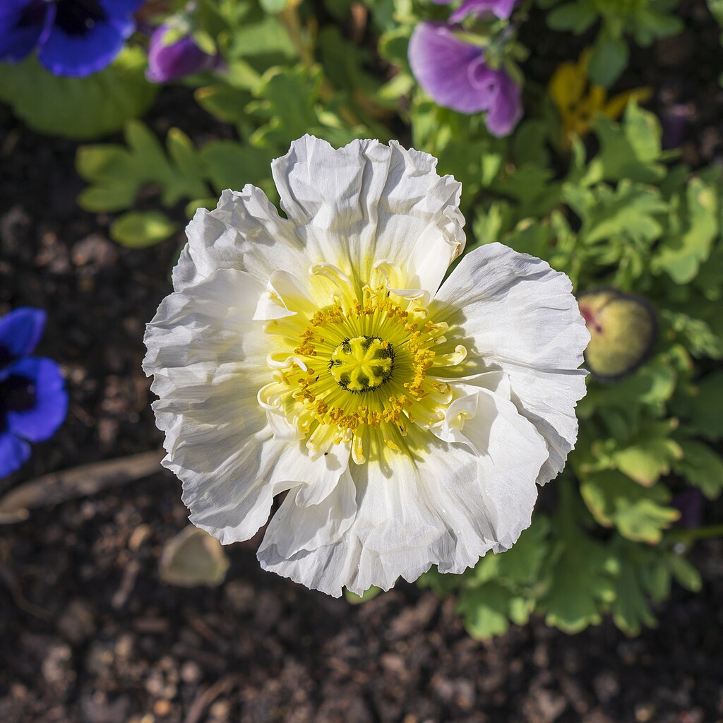 White poppy flower