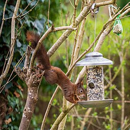 Eurasian red squirrel