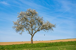 Blühender Obstbaum