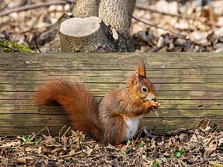 Eurasian red squirrel