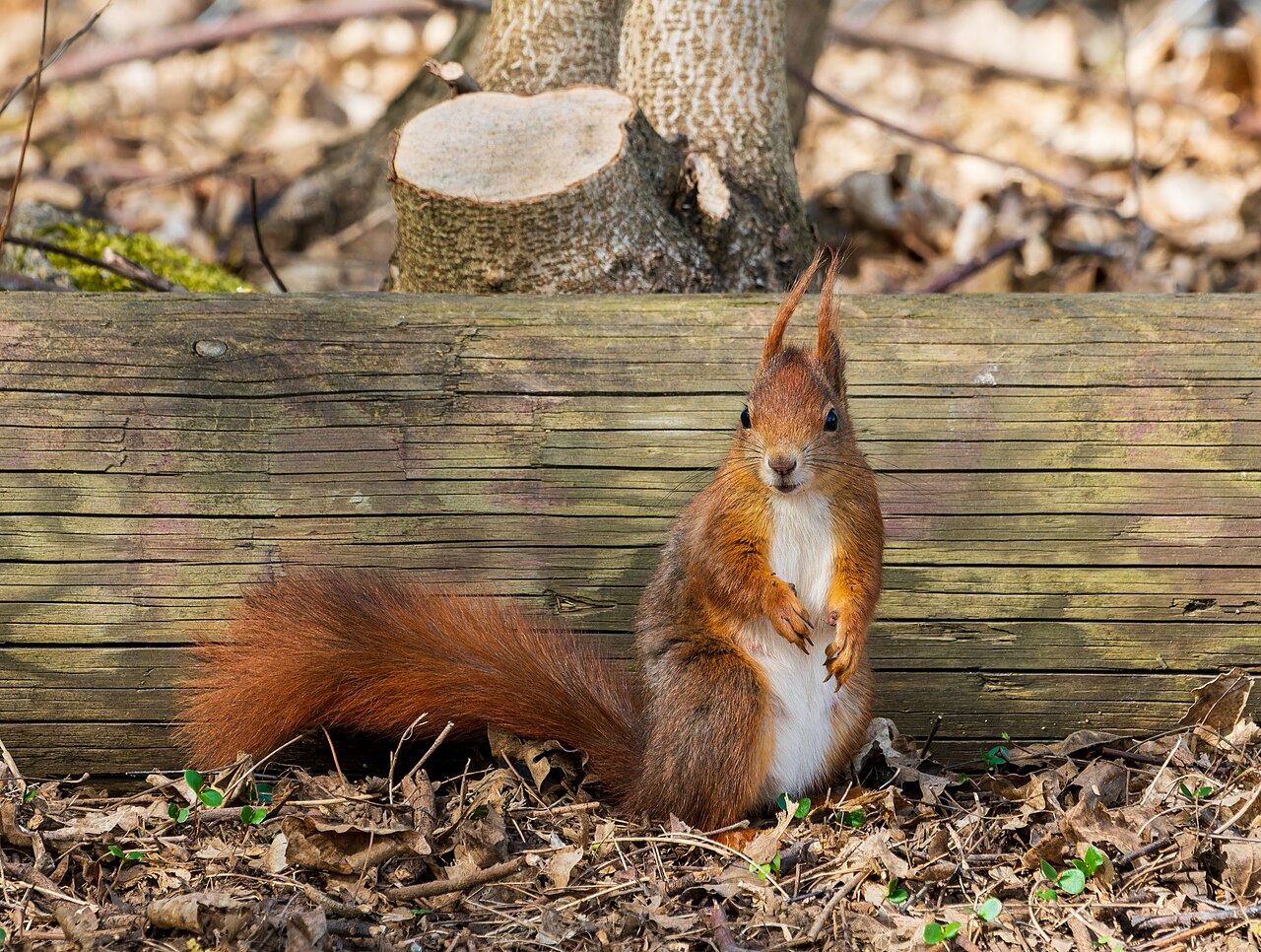 Eurasian red squirrel