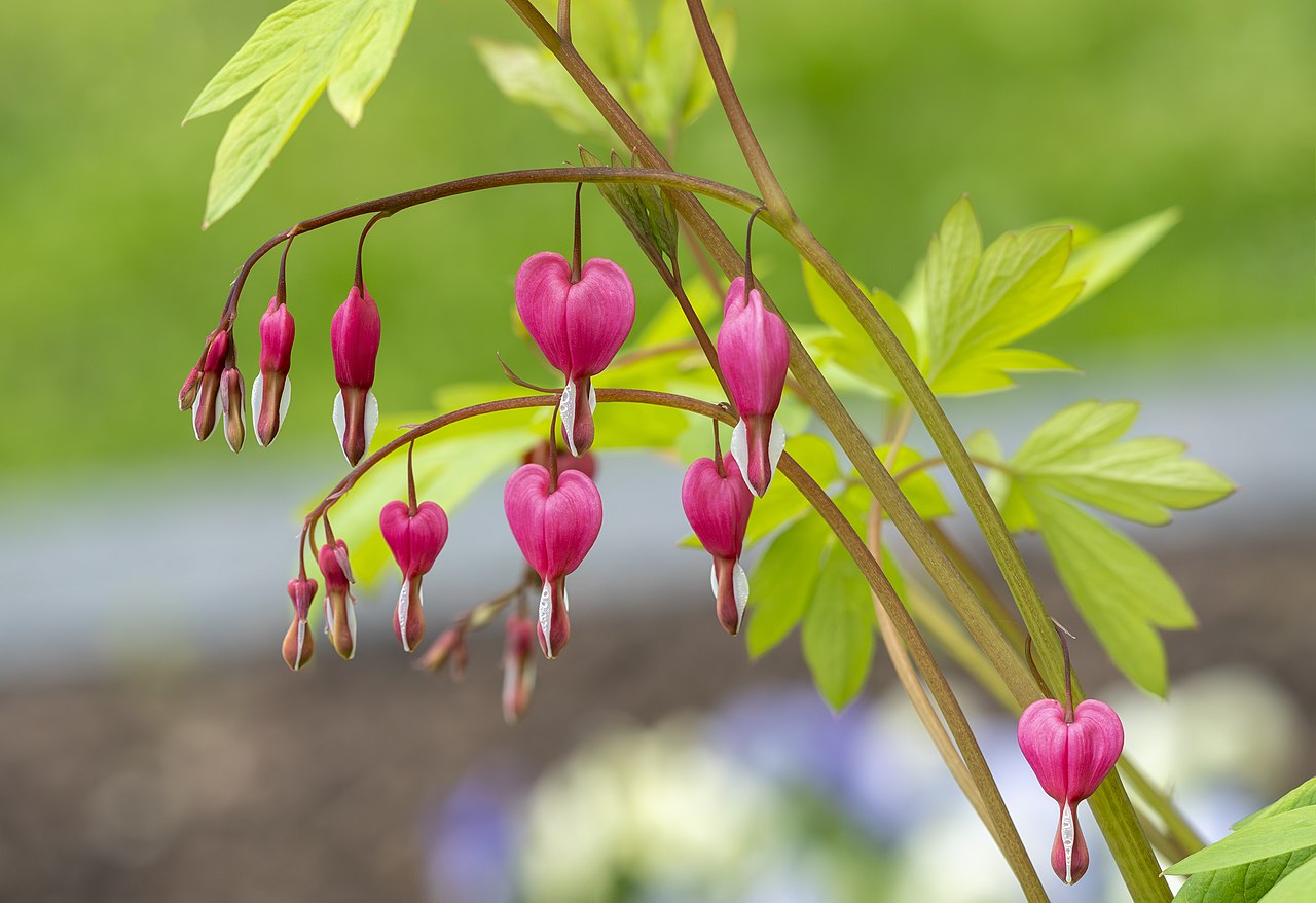 Bleeding heart