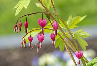 Bleeding heart