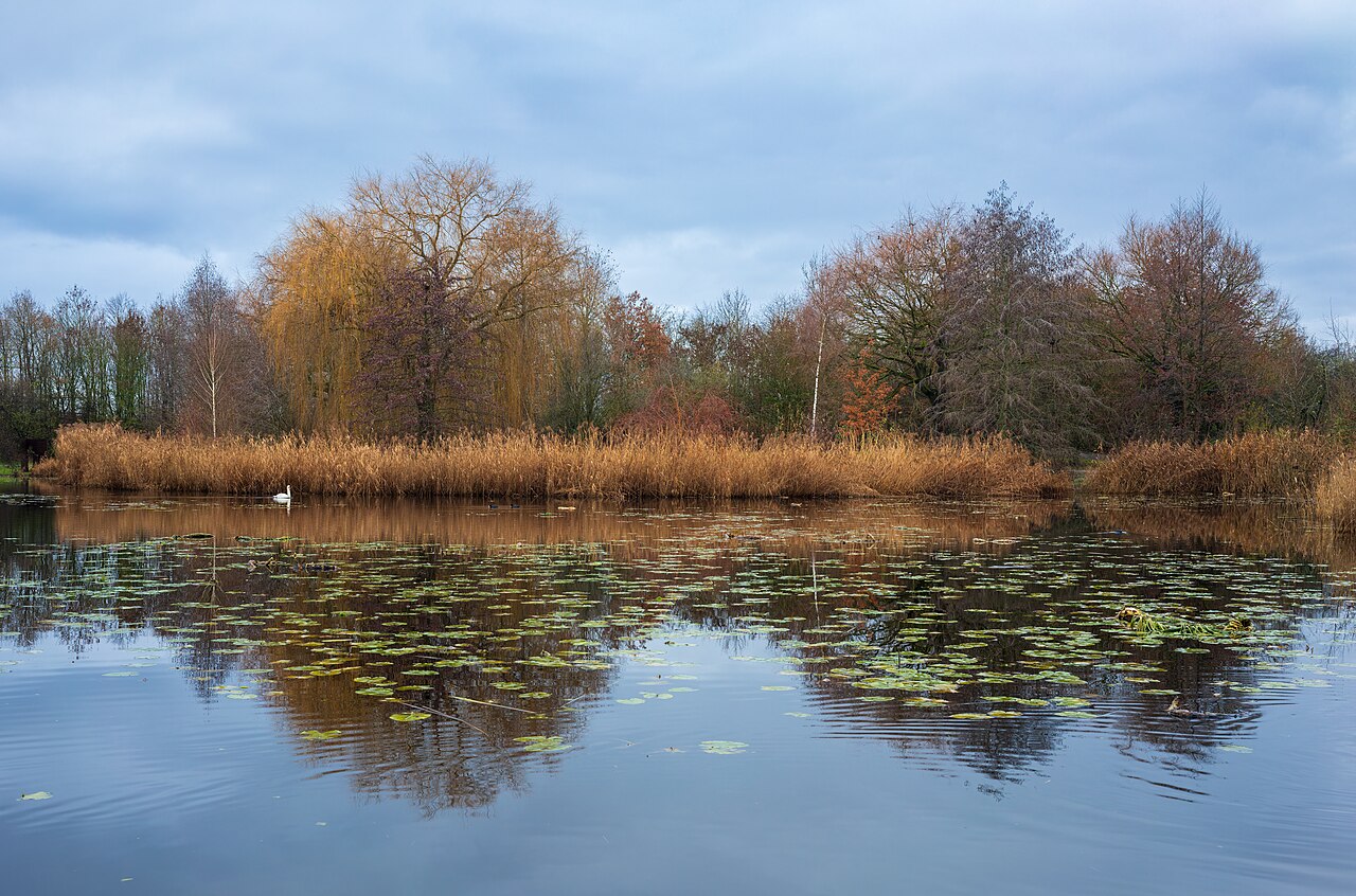 Late autumn pond