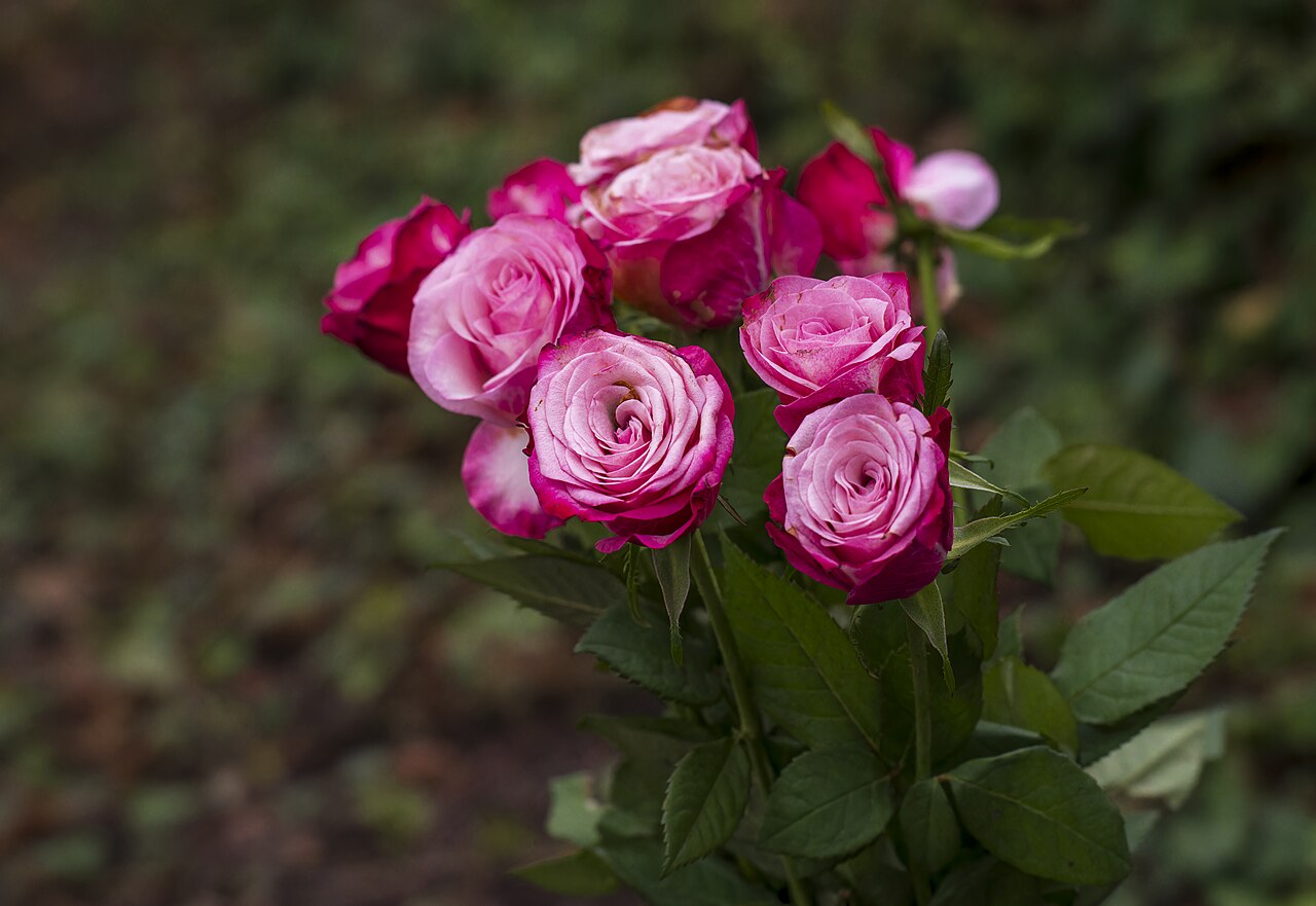 Rose bunch