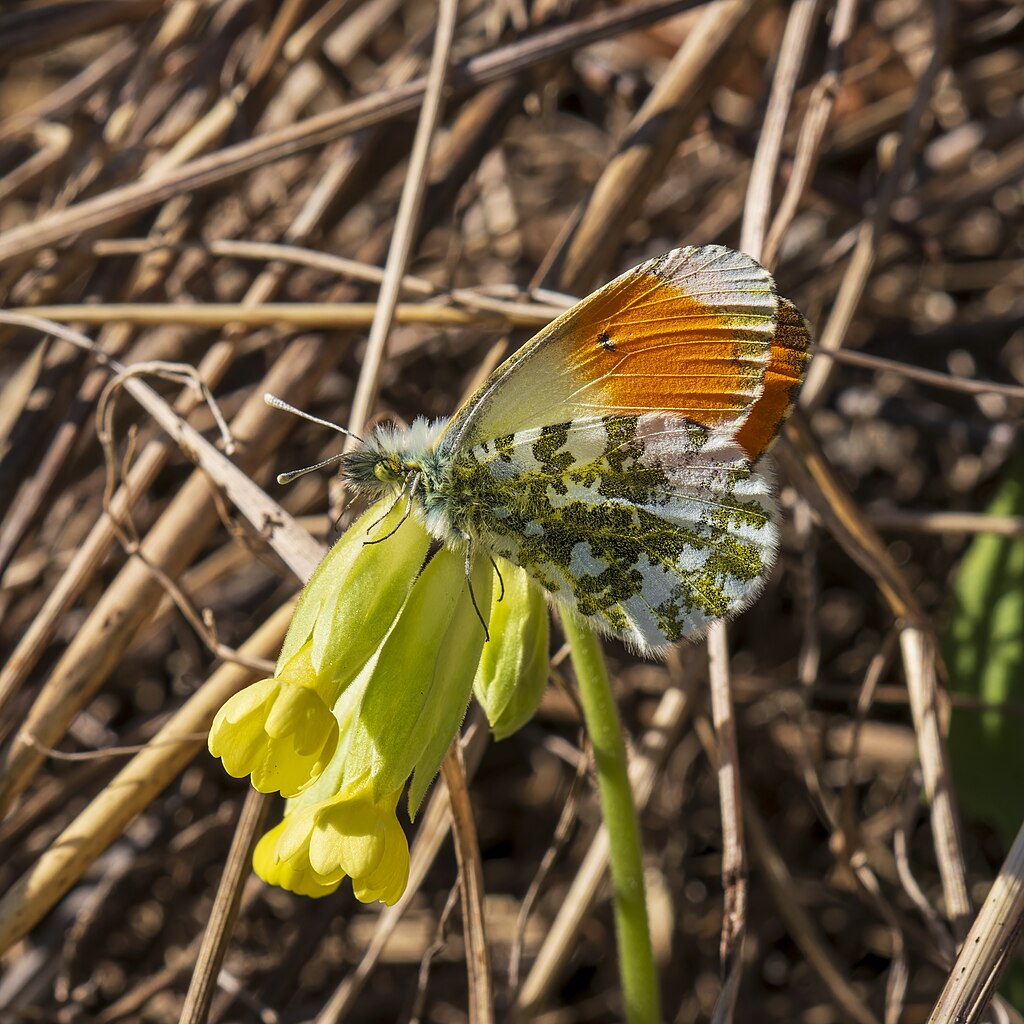 Orange tip