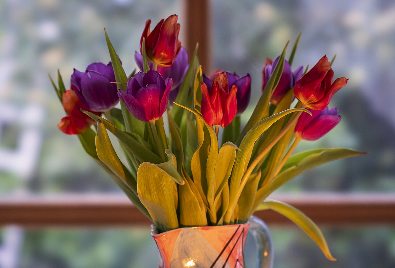 Bouquet of tulips