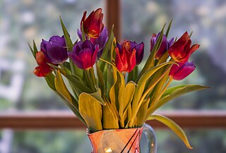 Bouquet of tulips