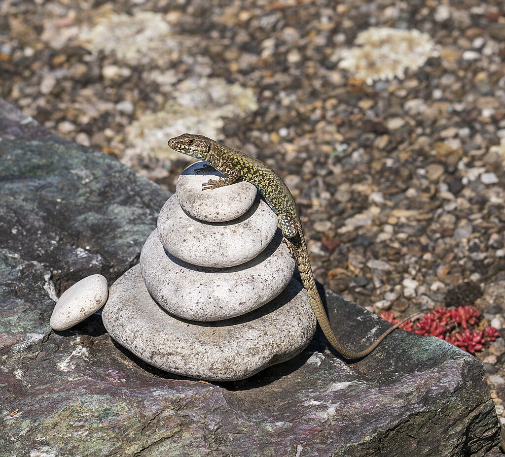 Meditating lizard