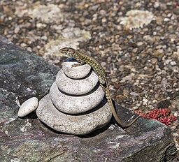 Meditating lizard