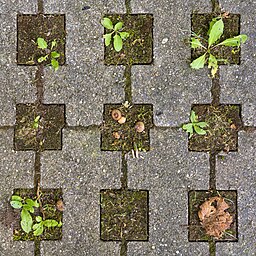 Leben im Quadrat