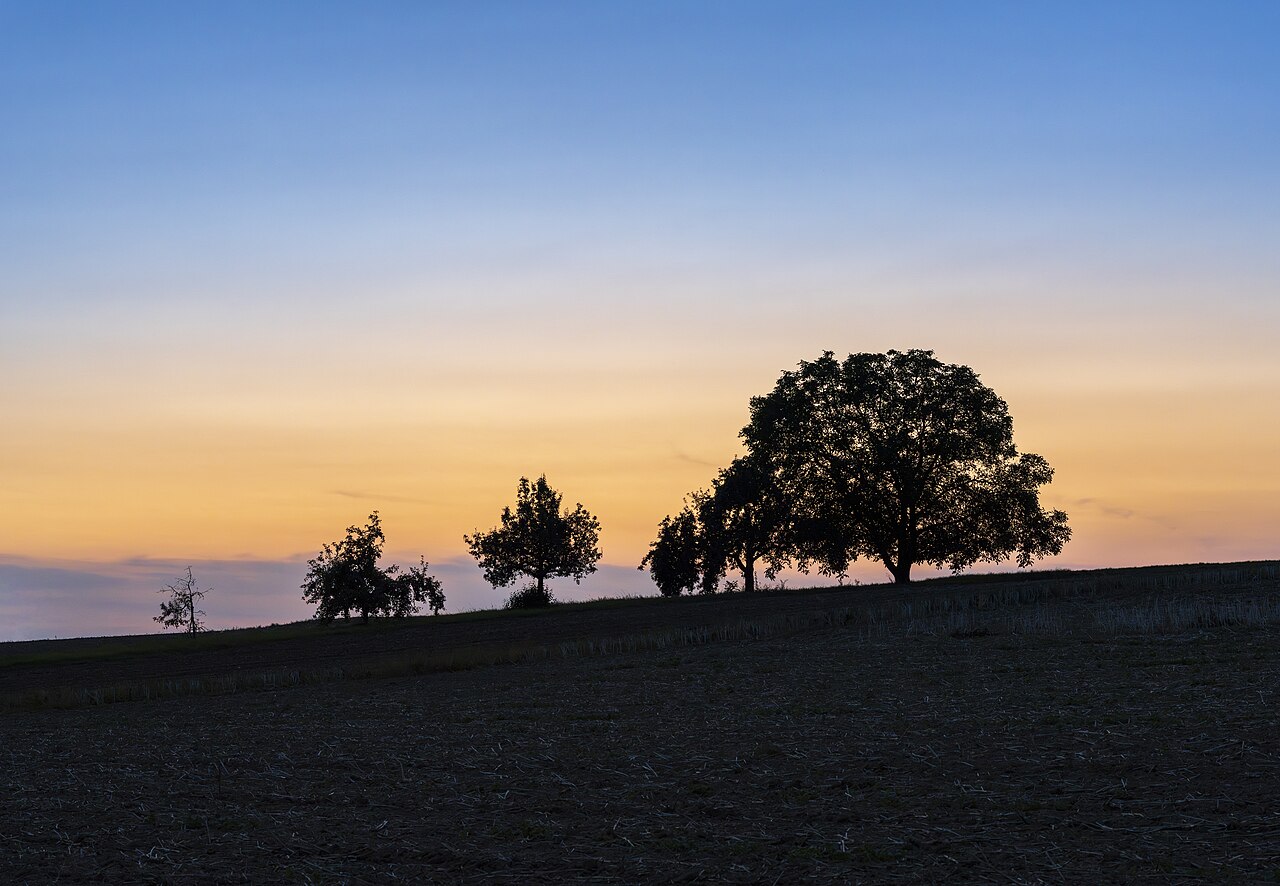 Baumsilhouetten nach Sonnenuntergang