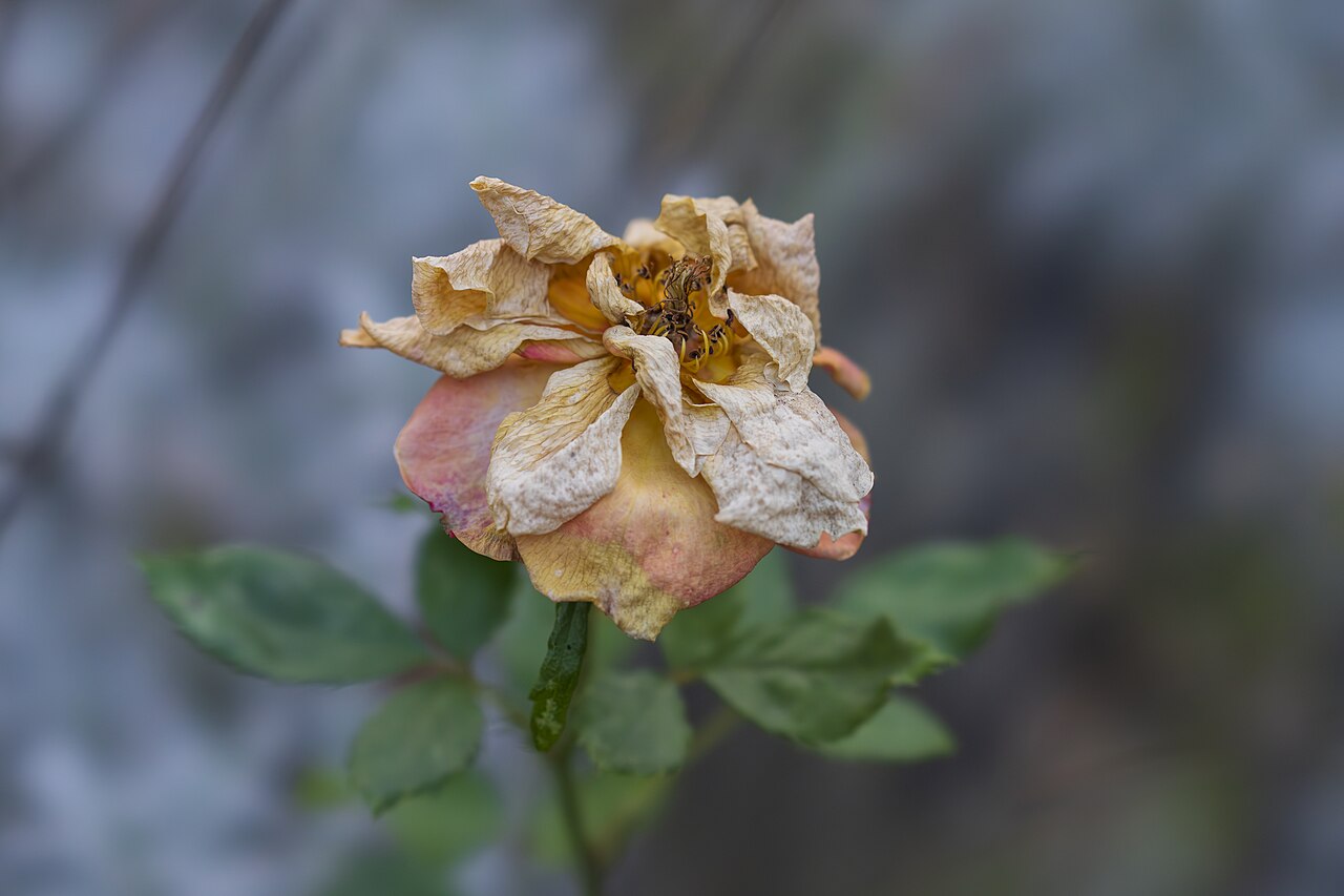 Frozen rose