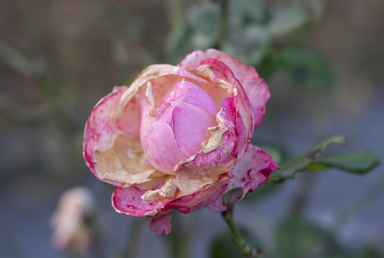 Versehrte Rose