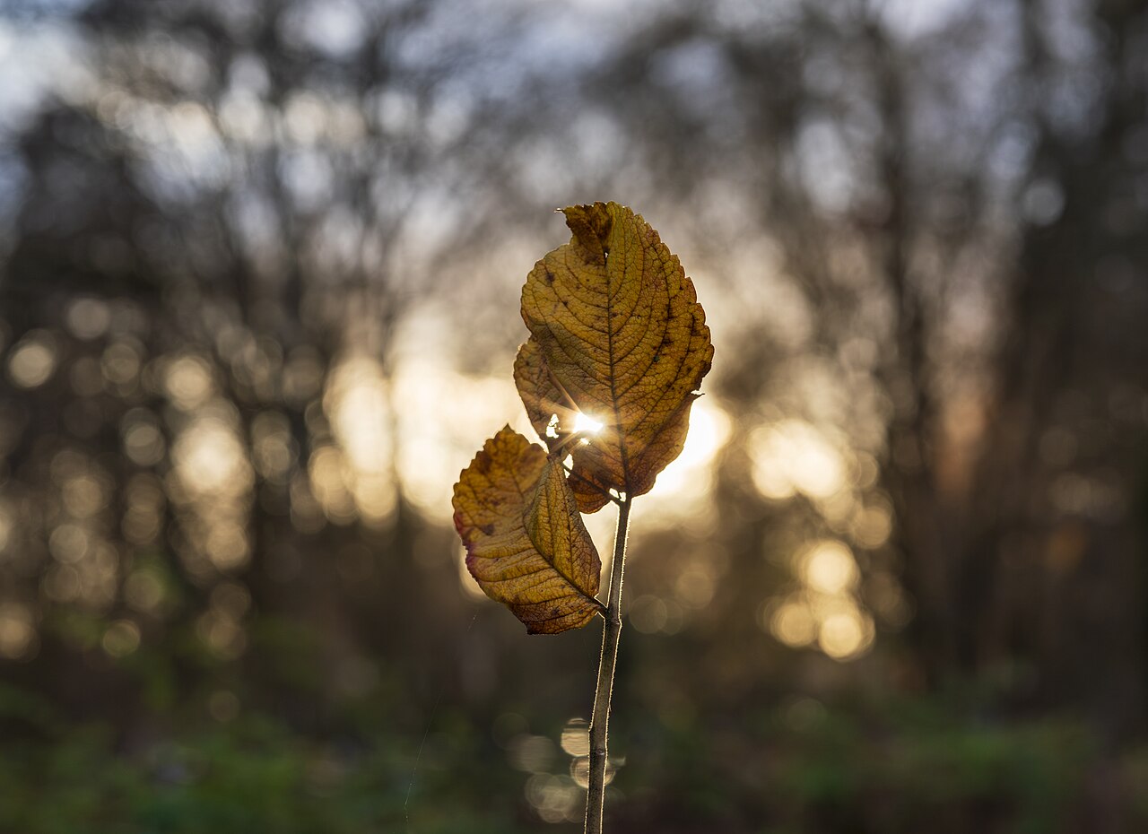 Winter leaves