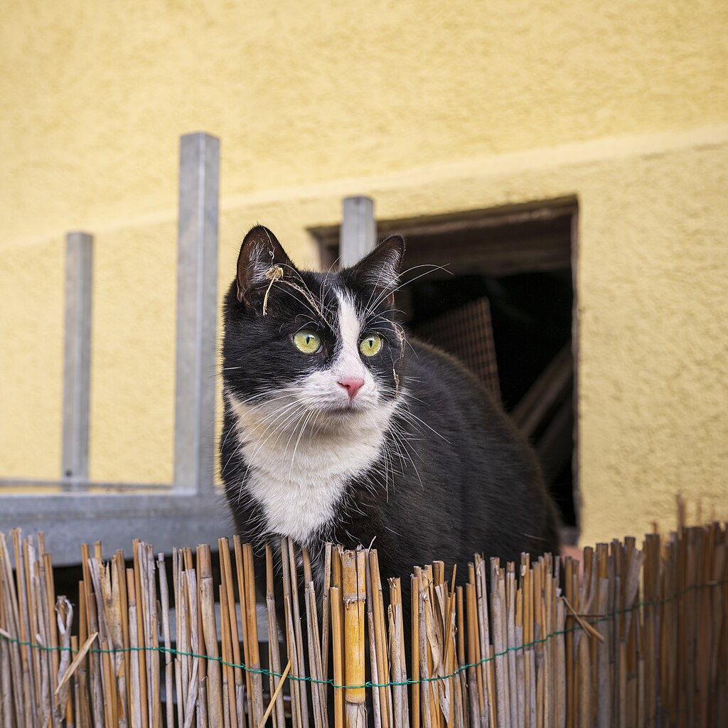 Gerümpelherrin