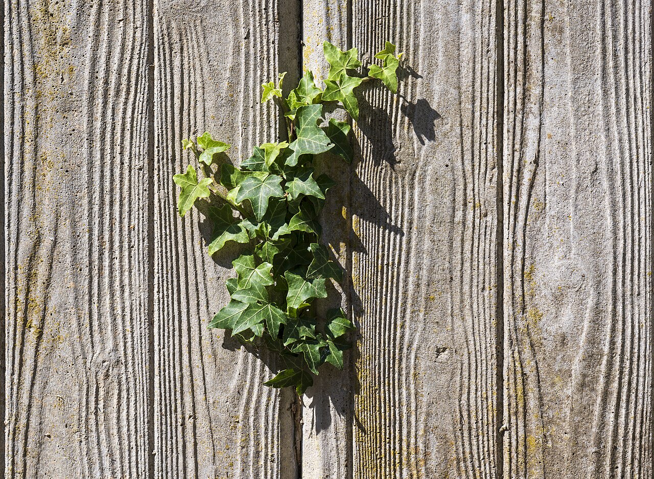 Echte und falsche Natur