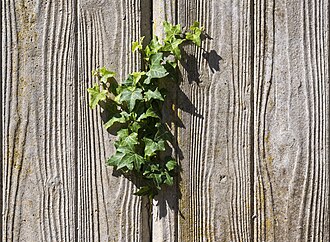 Echte und falsche Natur