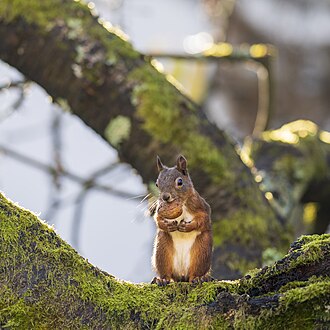 Eichhörnchen mit Walnuss