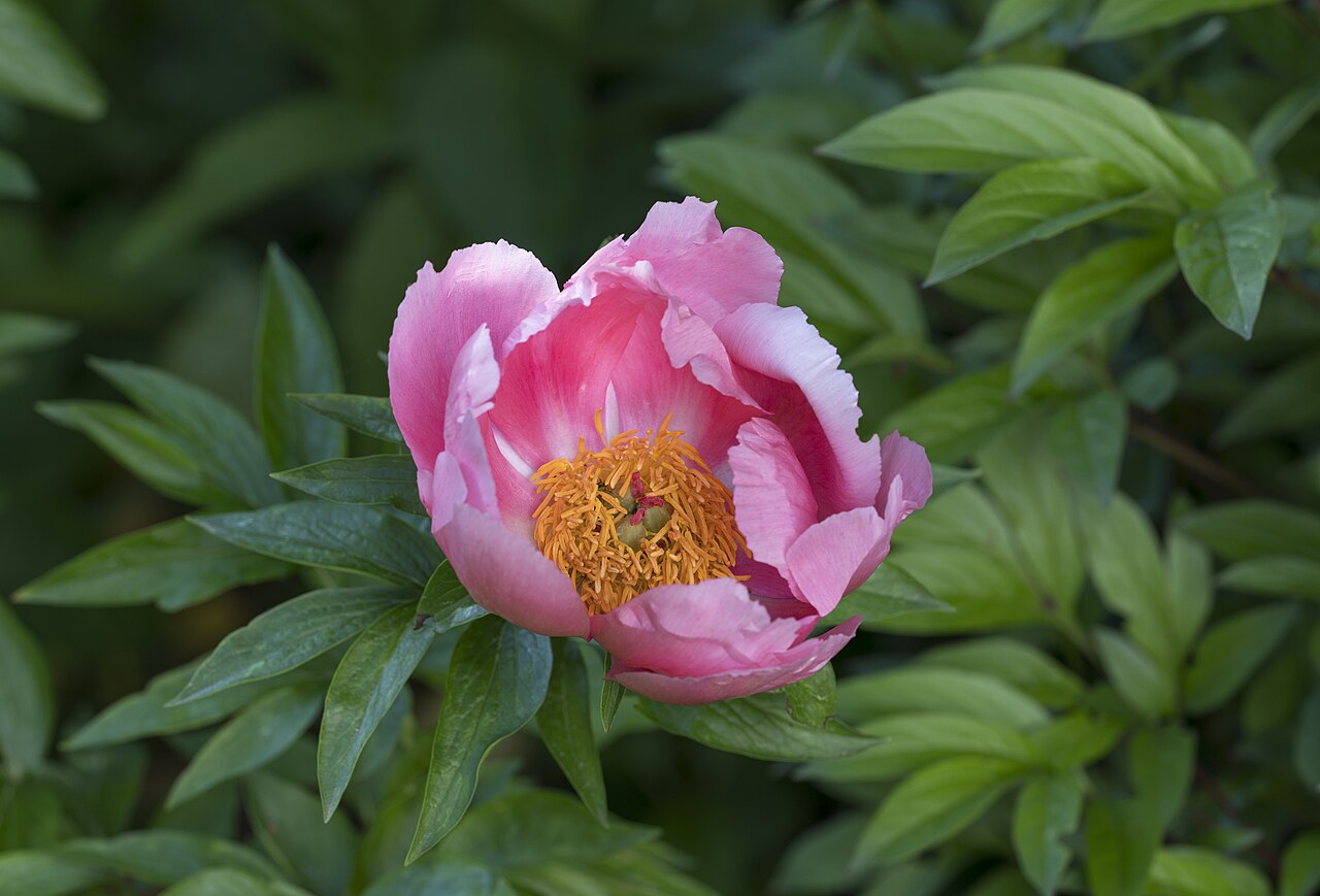 Päonienblüte